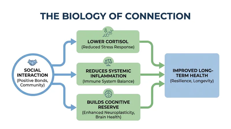 Rebuilding social networks can actively lower systemic inflammation and slow the progression of cognitive decline.