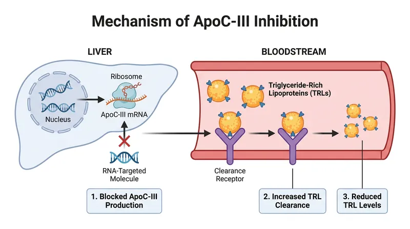 By silencing the production of the ApoC-III protein, the therapy allows the body to rapidly clear excess fat from the blood.