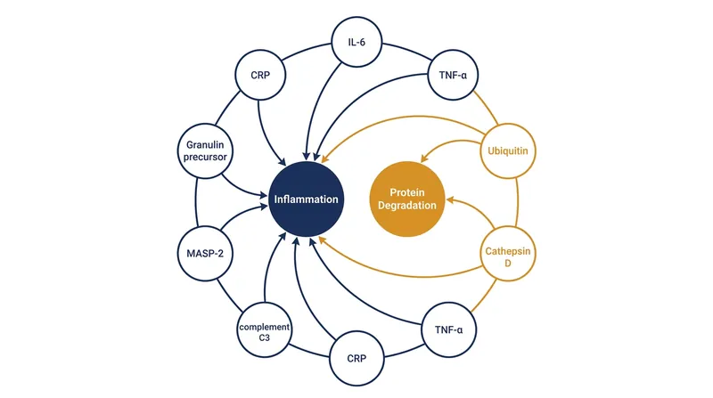 The AI model analyzes eight specific proteins linked to inflammation and the degradation of non-functional proteins.