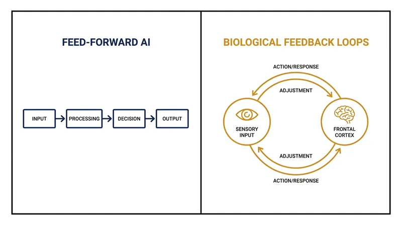 Unlike traditional AI's one-way data flow, the human brain uses bidirectional loops to process information dynamically.