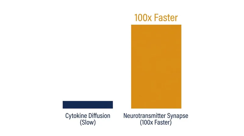 Neurotransmitter signaling allows immune cells to react at nearly 100 times the speed of traditional chemical diffusion.