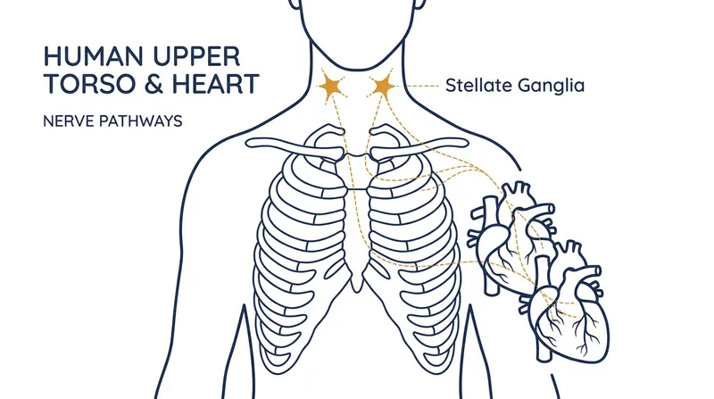 The stellate ganglia act as the heart's "dimmer switch," regulating rhythm and stress responses.