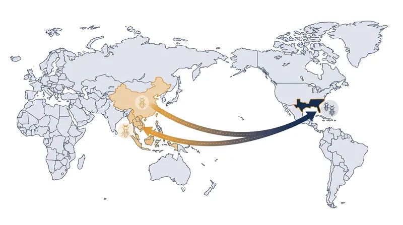 The Formosan and Asian termites evolved on opposite sides of the globe before human trade brought them to the same habitat.