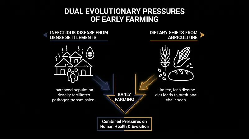 Dense settlements and new diets forced the human immune and metabolic systems to adapt rapidly.