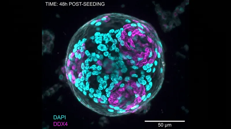Lab-grown organoids mimic the three-dimensional structure of a natural human ovary to support egg development.