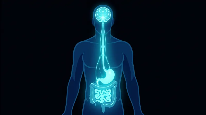 Scientists suspect artificial sweeteners may alter gut bacteria, which can trigger inflammation in the brain via the gut-brain axis.