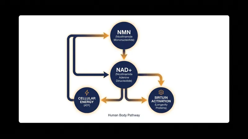 NMN serves as a direct precursor to NAD+, a critical coenzyme that declines with age.