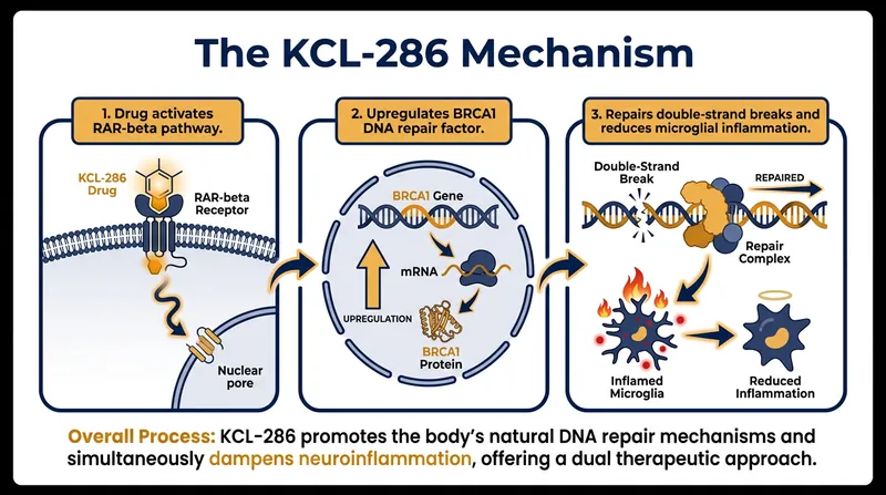 How KCL-286 activates the brain's innate repair pathways.