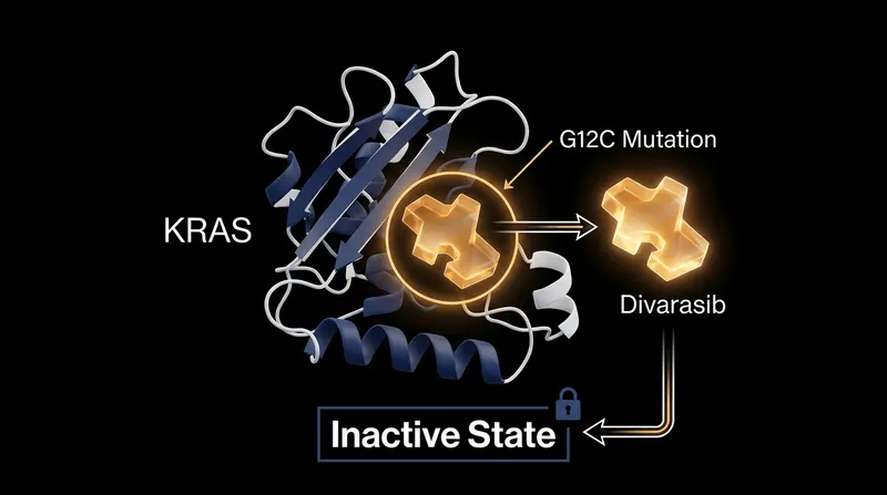 Divarasib is a covalent inhibitor that binds to a specific groove on the mutant KRAS protein, locking it in an inactive state and halting cancer growth.