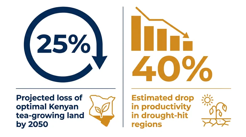 Climate models project significant reductions in viable tea-growing land over the coming decades.
