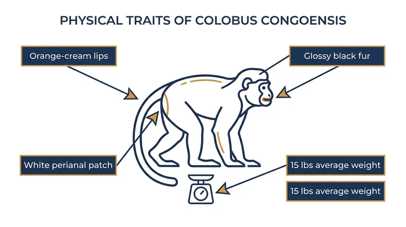 Physical characteristics that distinguish the Likweli from other Colobus monkeys.