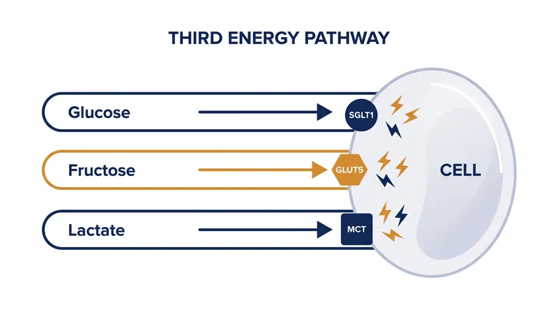 Exogenous lactate bypasses traditional carbohydrate transporters, opening a third pathway for energy absorption.
