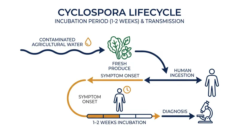 Cyclospora requires days to weeks in the environment to mature before it becomes infectious to humans.