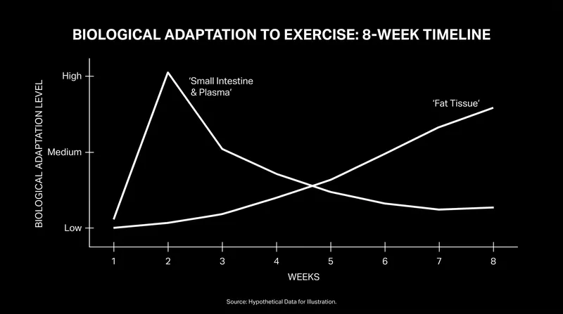 Different tissues adapt to exercise on entirely different timelines, with plasma changing rapidly and fat tissue taking weeks to respond.