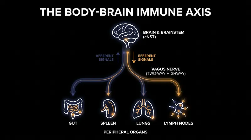 The vagus nerve carries sensory data about inflammation up to the brainstem, which then sends regulatory commands back down to the body.