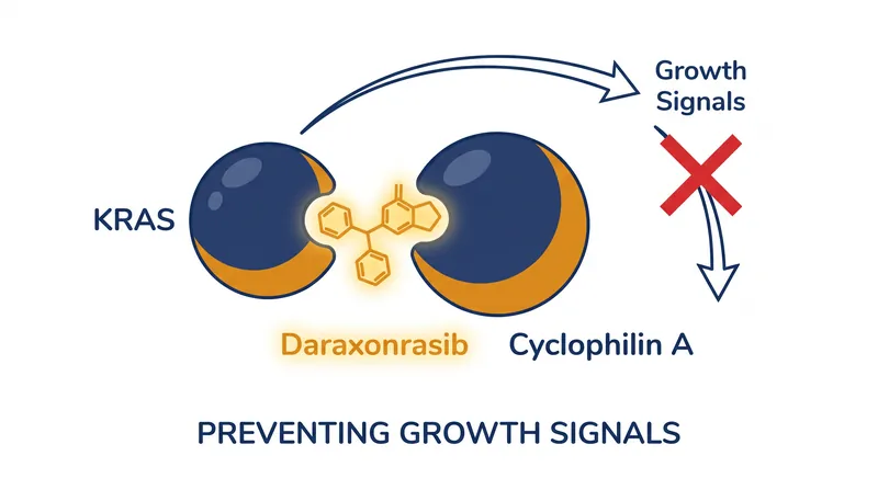 Daraxonrasib acts as a molecular glue, binding the active KRAS protein to cyclophilin A to shut down cancer-driving signals.