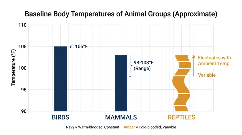 Warm-blooded animals must expend energy to maintain their baseline temperatures, while cold-blooded animals fluctuate with their environment.