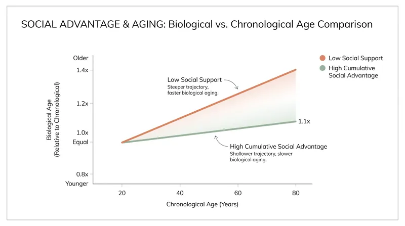 Individuals with high cumulative social advantage display biological ages significantly lower than their chronological age.