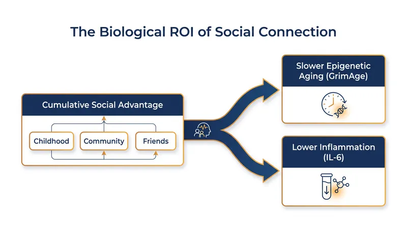 How cumulative social advantage translates into measurable biological resilience.