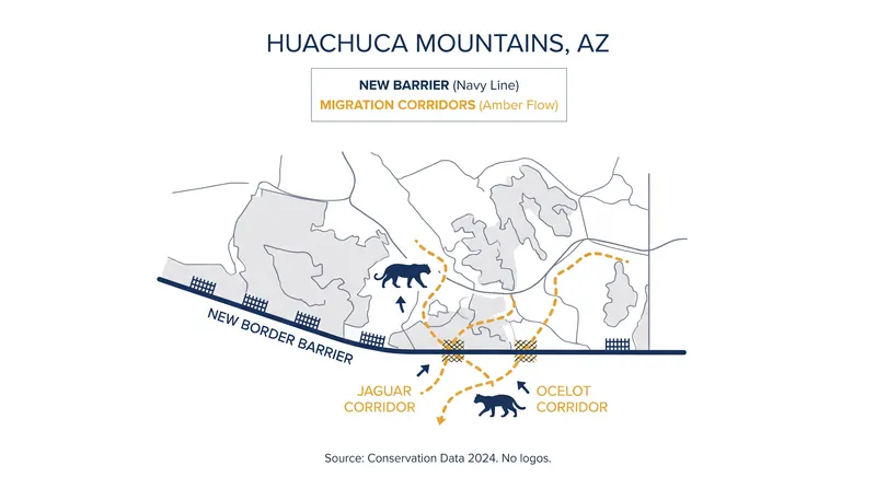 Conservationists warn that secondary border walls in Arizona threaten critical wildlife migration corridors.