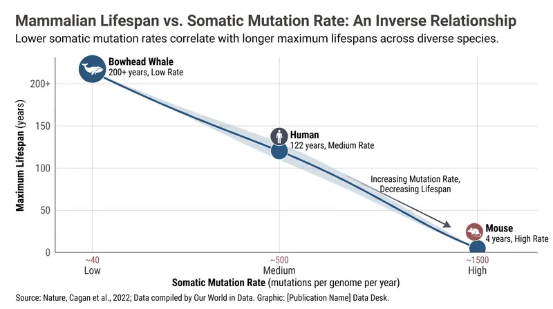Across mammalian species, there is a strict inverse relationship between the rate of somatic mutation and maximum lifespan.