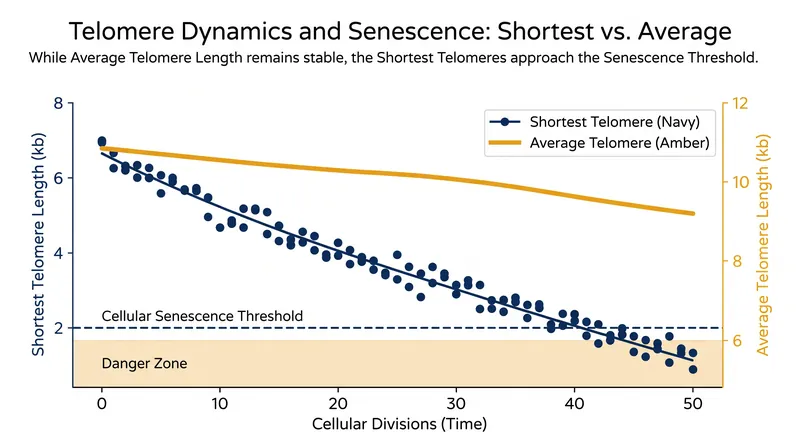 The shortest telomere per individual is emerging as a highly predictive biomarker for age-related disease.