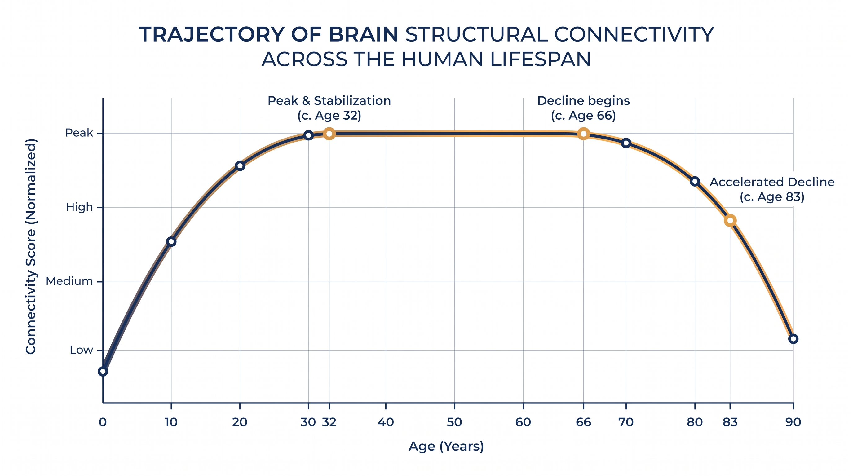 Neural efficiency actively increases until age 32, after which the brain's architecture stabilizes into adulthood.