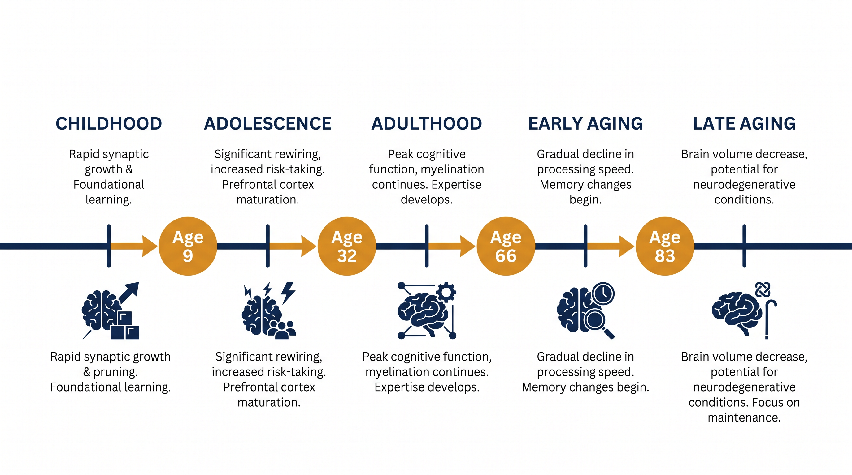 The five eras of brain development and their corresponding structural turning points.