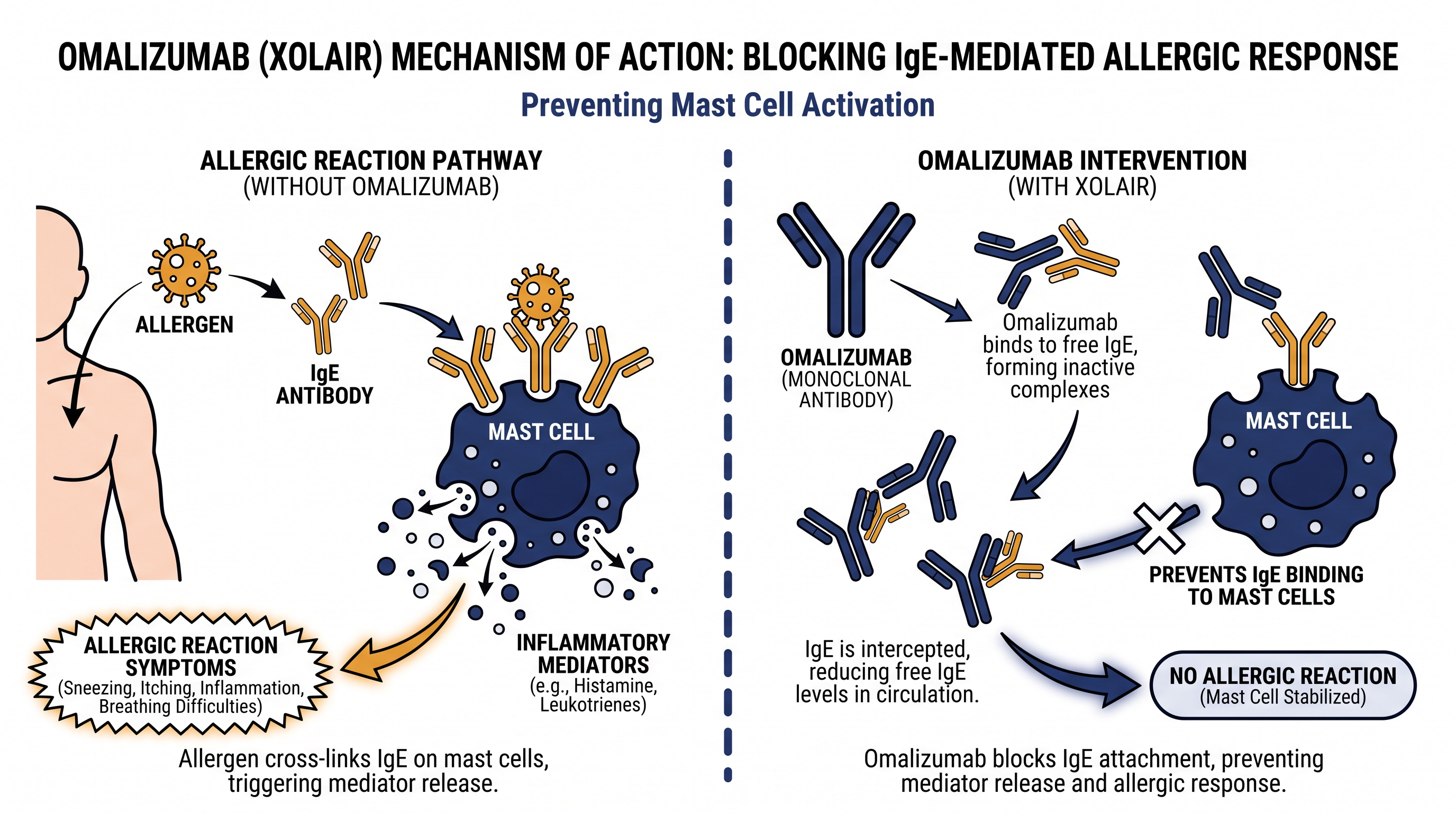 Omalizumab works by binding to IgE antibodies, neutralizing them before they can trigger an allergic cascade.