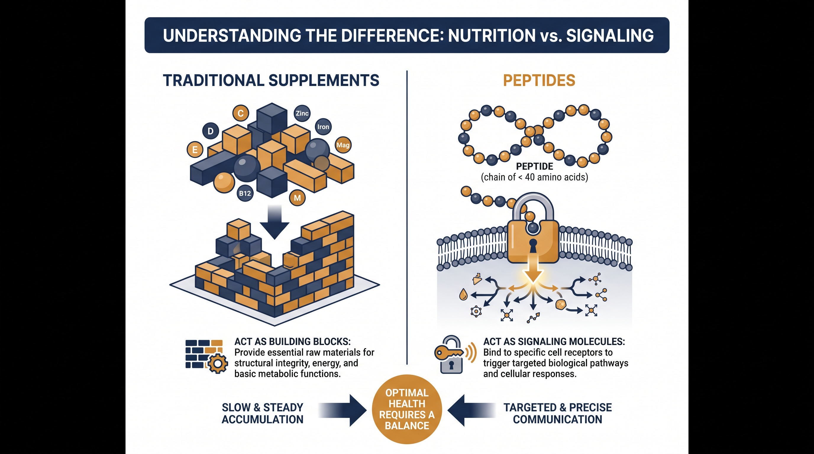 How peptides differ from traditional dietary supplements at the cellular level.