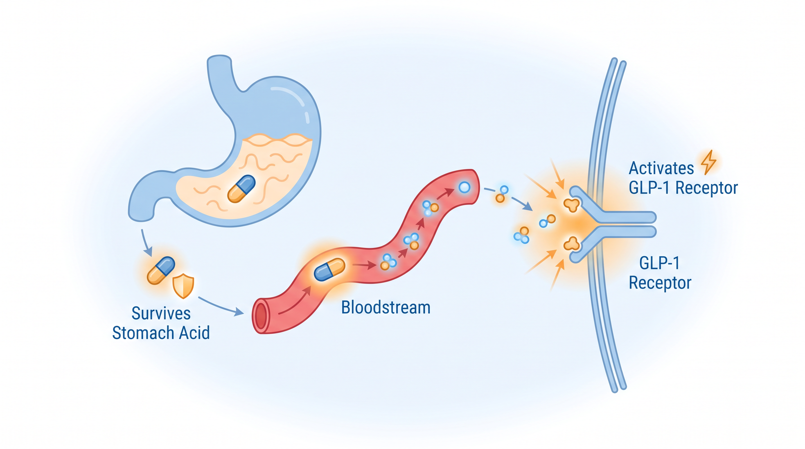 Unlike fragile peptides, small-molecule drugs are chemically stable enough to survive the digestive tract.
