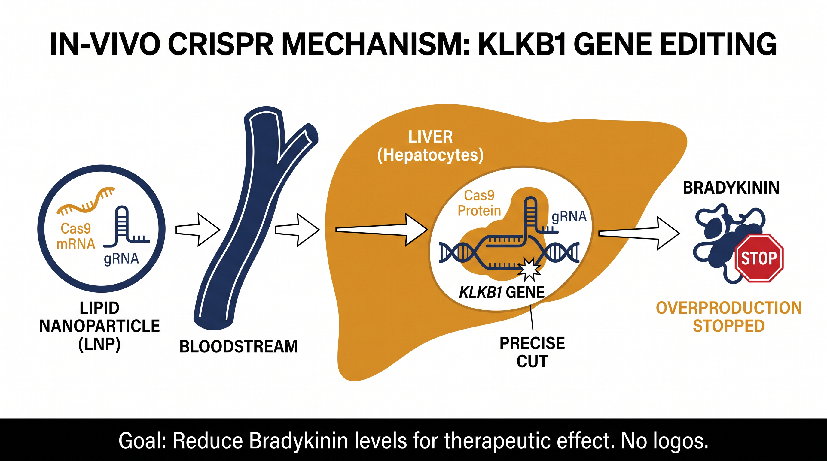 How lonvo-z works: Lipid nanoparticles deliver CRISPR components directly to the liver to inactivate the KLKB1 gene.