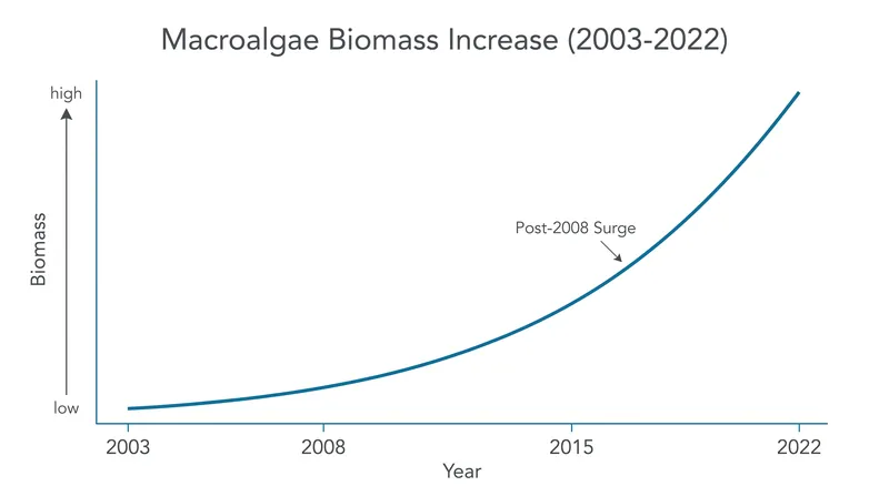 The data reveals a distinct acceleration in macroalgae biomass beginning around 2008.