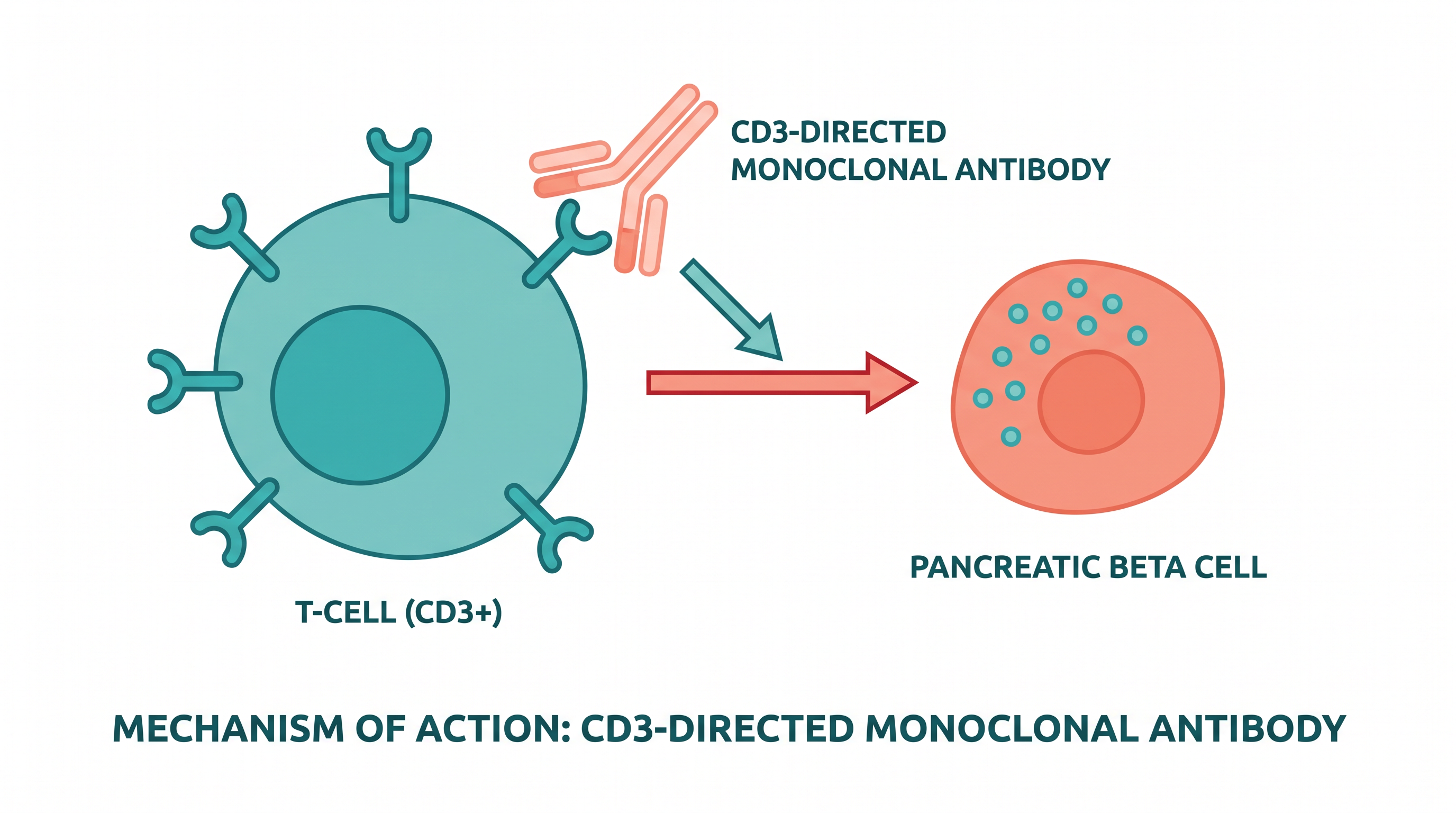 Tzield works by binding to rogue T-cells, deactivating the immune response that destroys the pancreas.