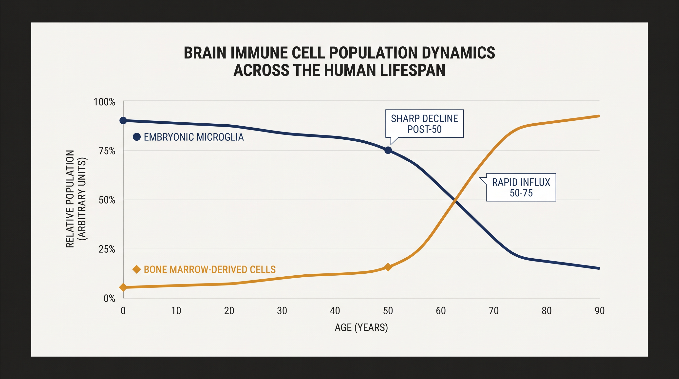 The sharp decline of original microglia coincides with a massive influx of peripheral immune cells in late adulthood.
