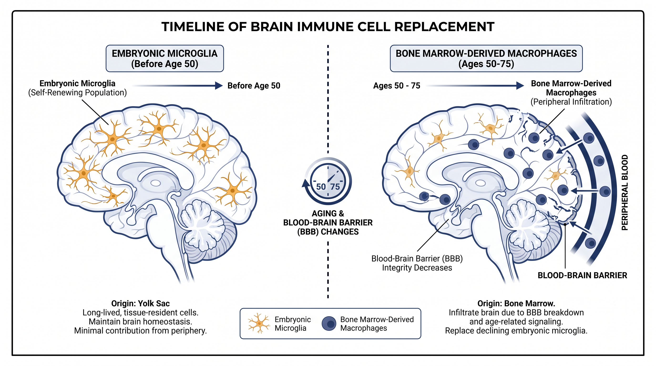 Between ages 50 and 75, bone marrow-derived cells cross the blood-brain barrier to replace embryonic microglia.