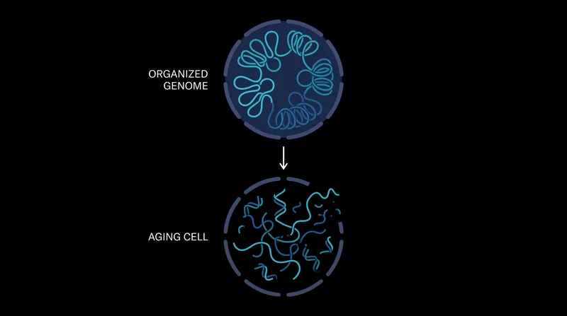 The physical breakdown of 3D genome architecture causes aging brain cells to lose their specialized identities.