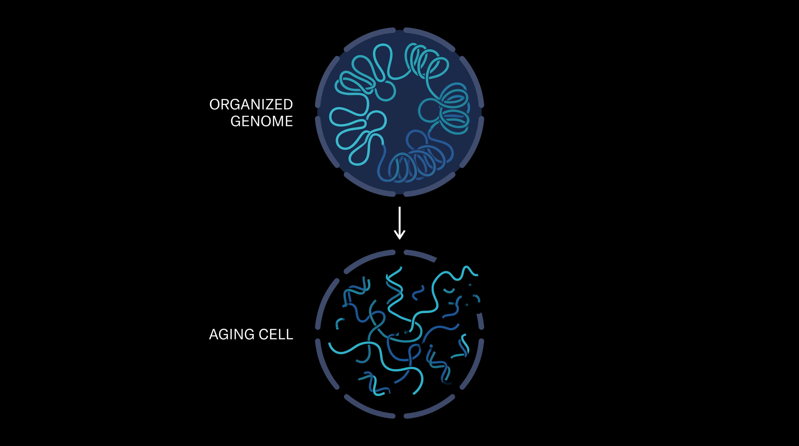 The physical breakdown of 3D genome architecture causes aging brain cells to lose their specialized identities.