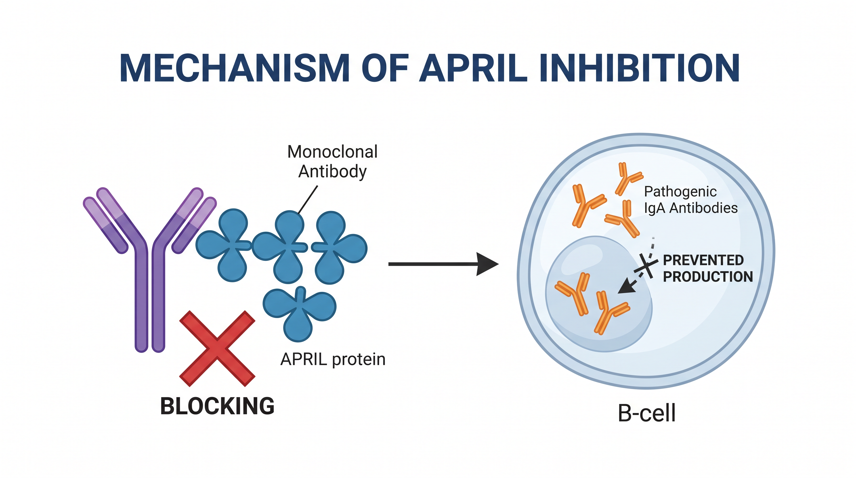 By neutralizing the APRIL signaling protein, sibeprenlimab stops the production of harmful IgA antibodies at their source.