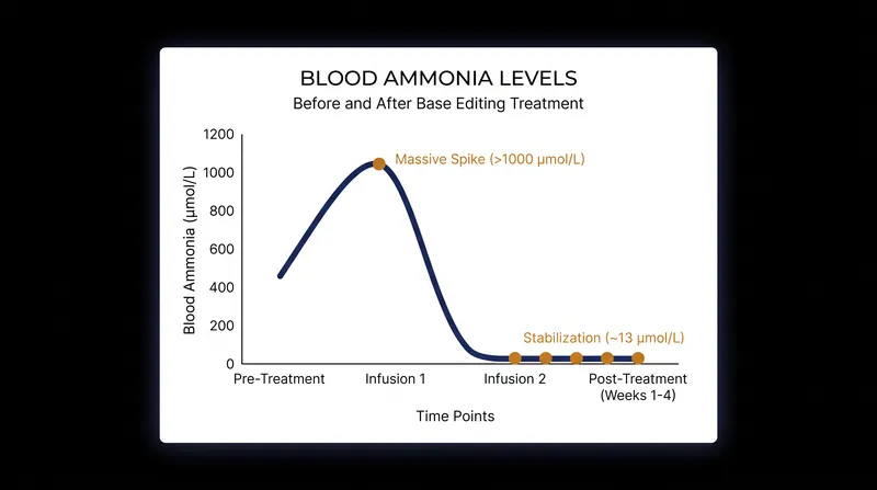 Following the base-editing infusions, the patient's blood ammonia levels dropped from highly toxic spikes to a stabilized, healthy baseline.
