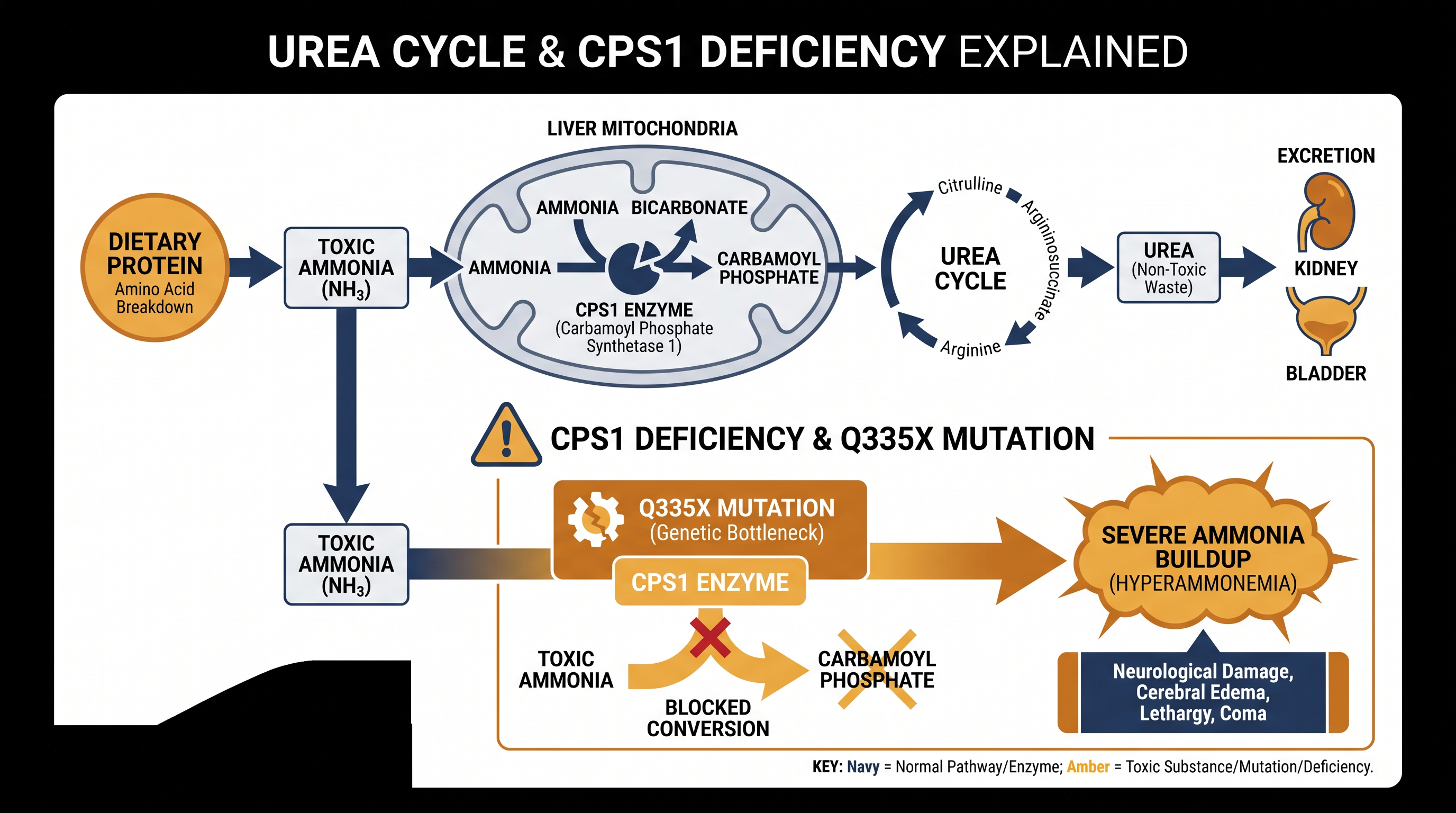 The Q335X mutation prevents the liver from producing the CPS1 enzyme, causing toxic ammonia to accumulate in the bloodstream.
