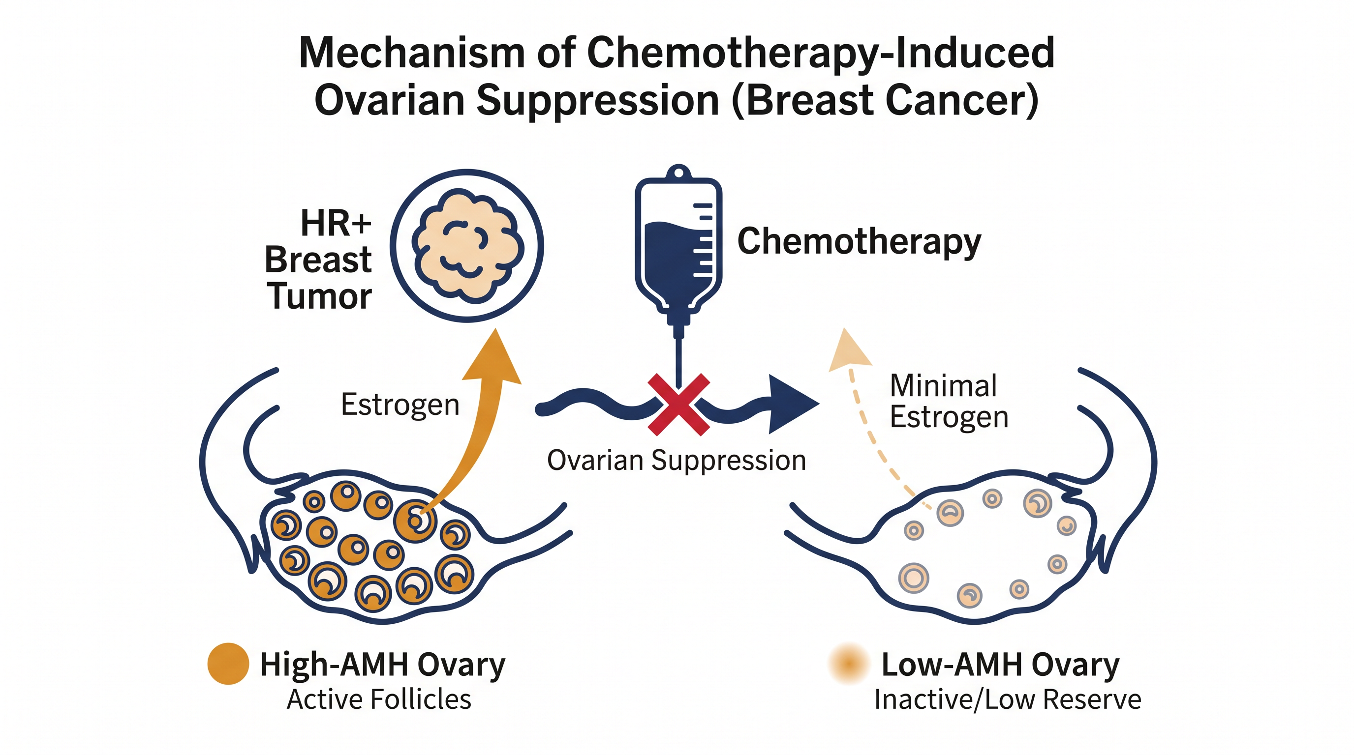 Chemotherapy's primary benefit in younger women likely stems from shutting down the ovaries and cutting off the tumor's estrogen supply.