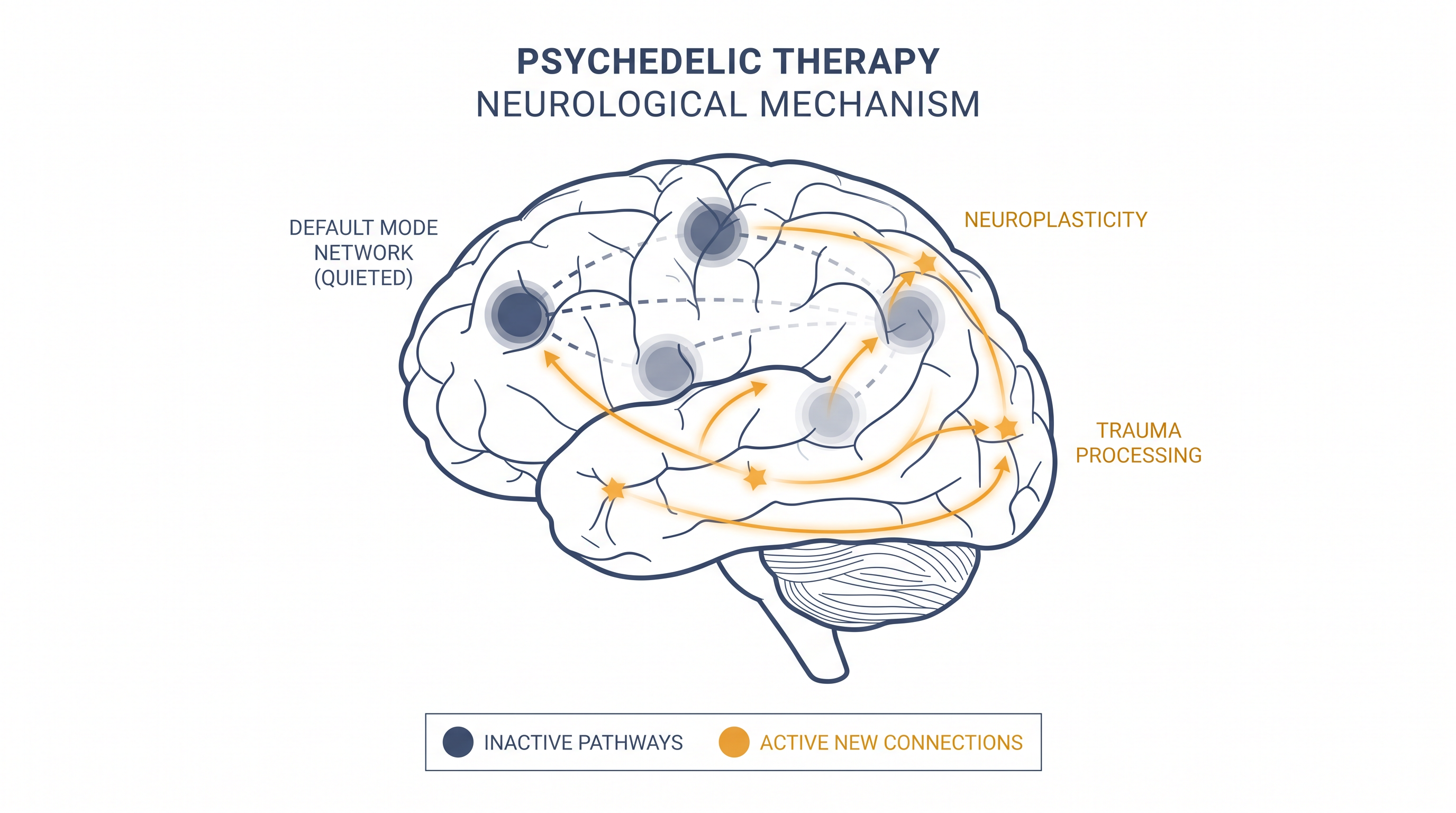 Psilocybin is believed to temporarily quiet the brain's default mode network, allowing patients to process trauma without overwhelming fear.