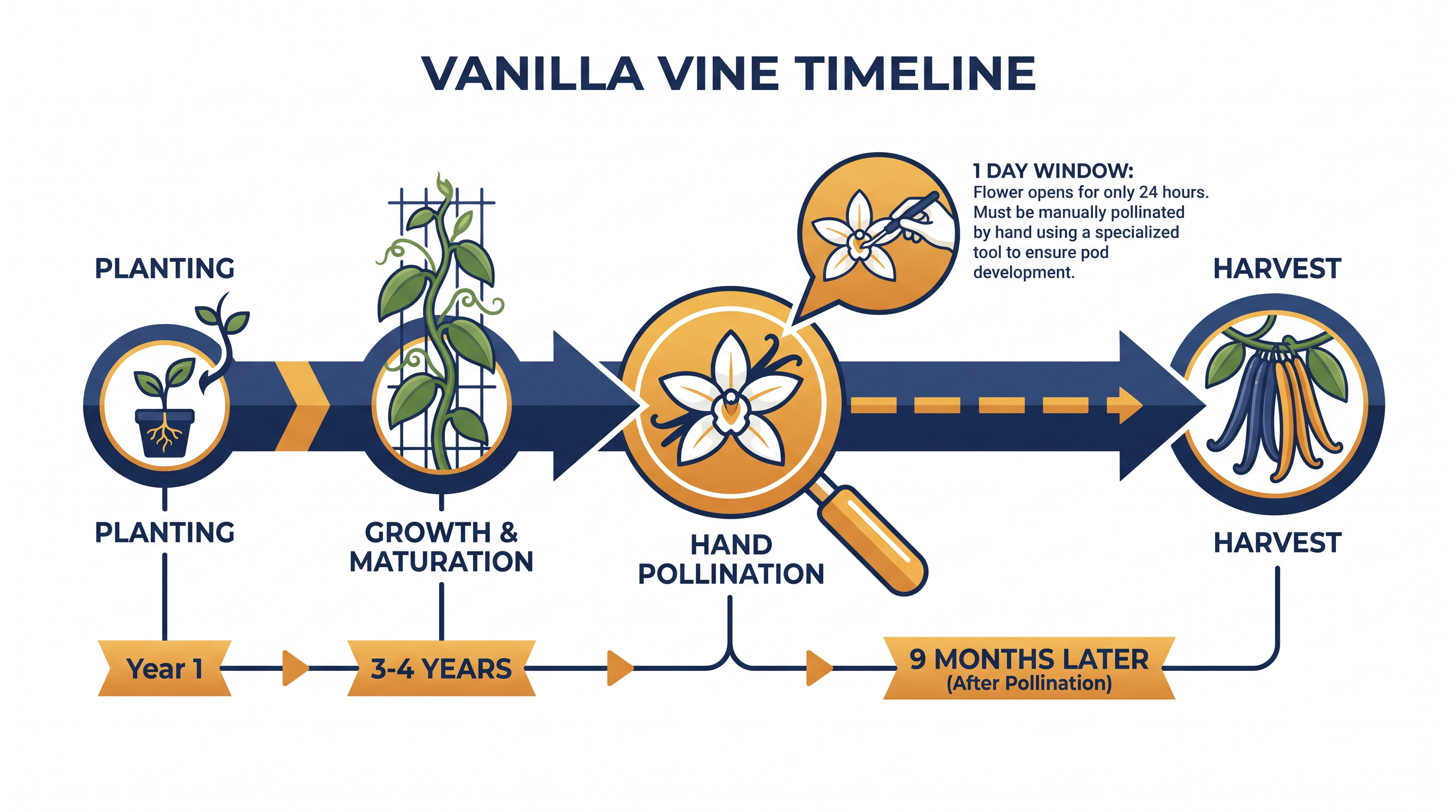 The long maturation cycle of vanilla vines creates a delayed market reaction to price spikes.