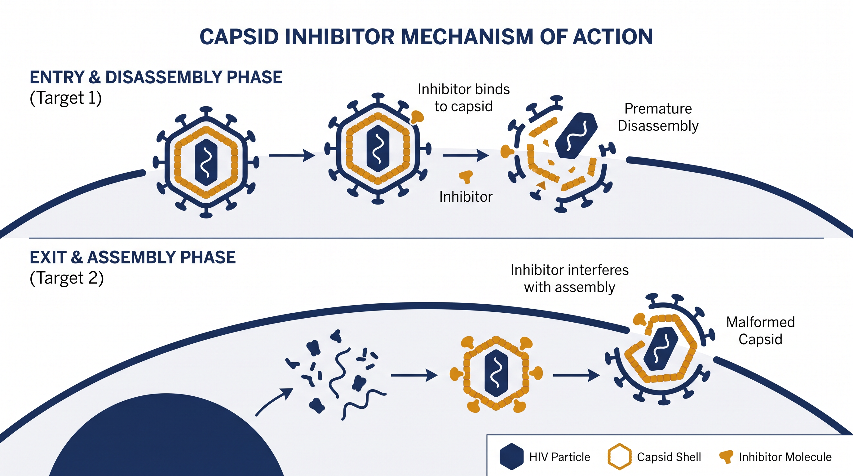 Unlike older drugs, lenacapavir interferes with multiple stages of the HIV lifecycle by targeting the virus's protective protein shell.