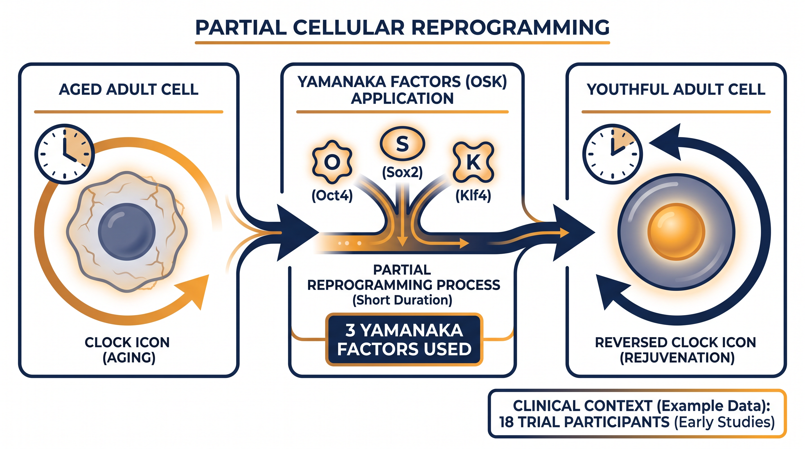 Partial reprogramming winds back the cellular clock without erasing the cell's identity.