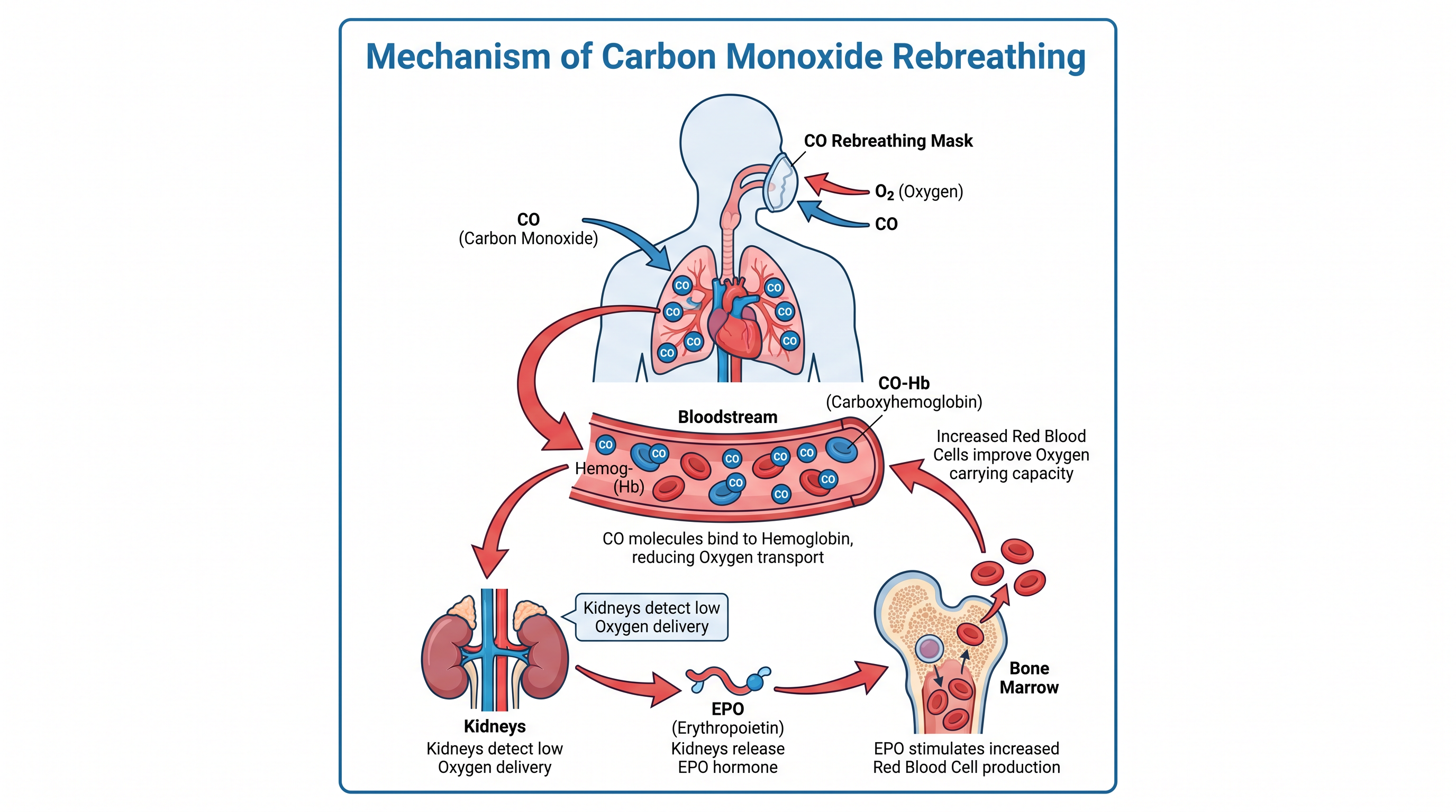 How repeated carbon monoxide inhalation creates artificial hypoxia to stimulate red blood cell production.