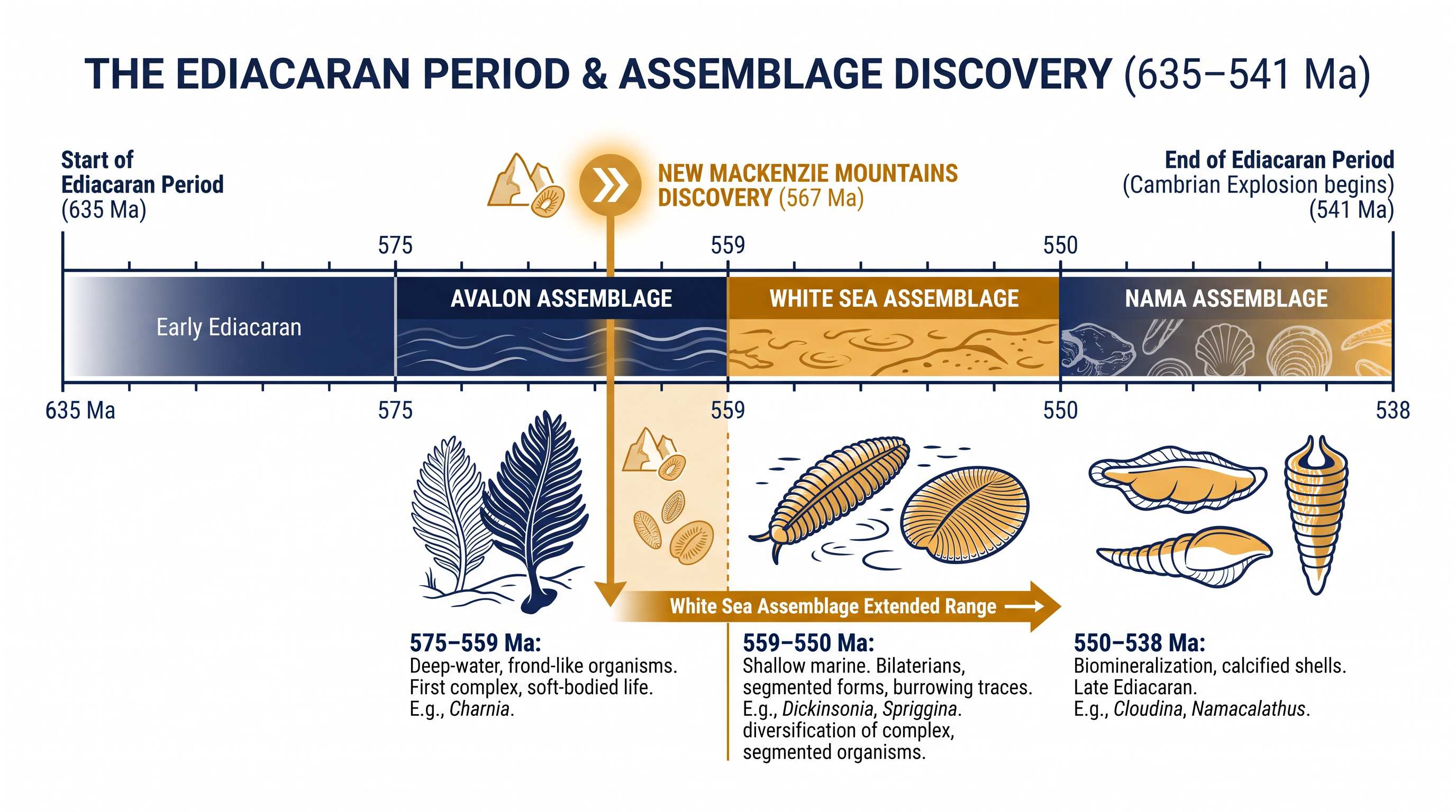 The new fossils push the advanced White Sea assemblage back into the timeframe of the older Avalon assemblage.