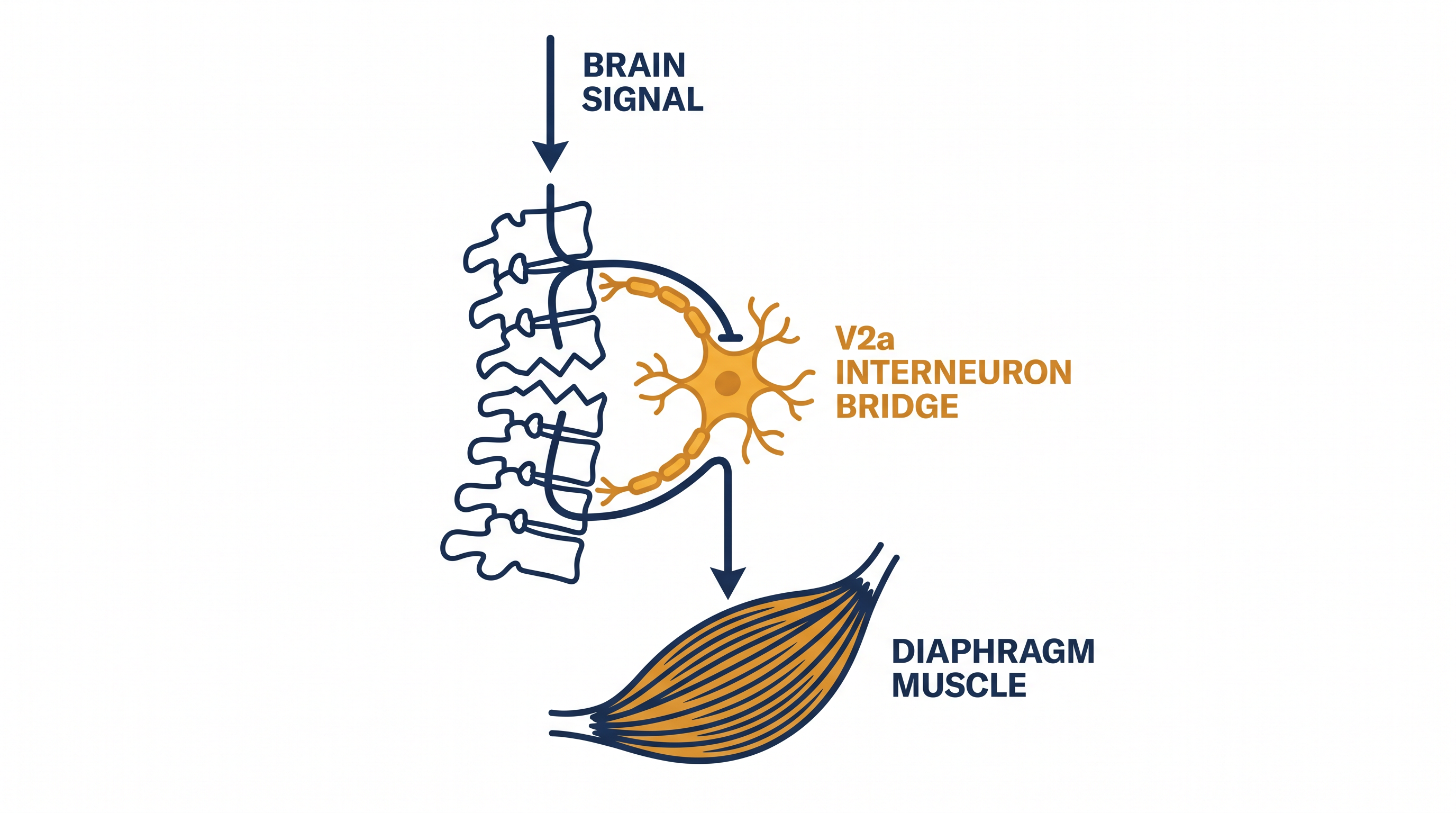 How engineered V2a interneurons act as biological jumper cables to bridge severed neural pathways.