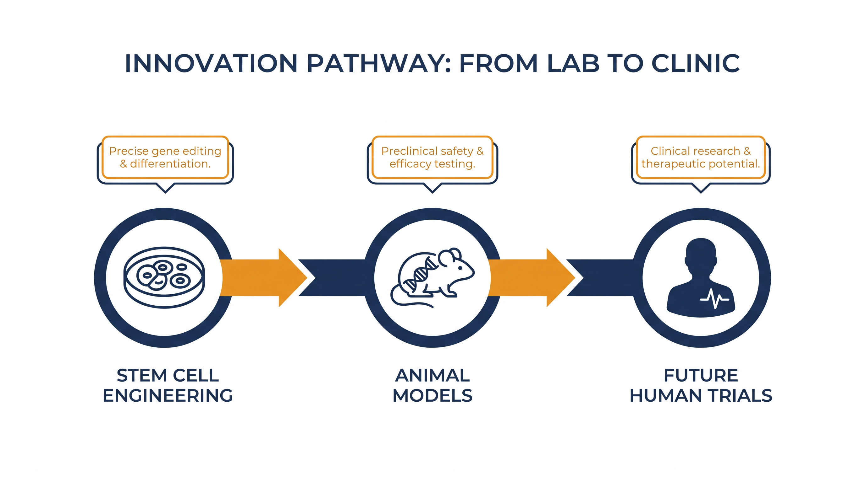 The long road ahead: Translating cellular breakthroughs into approved human therapies requires years of rigorous safety testing.